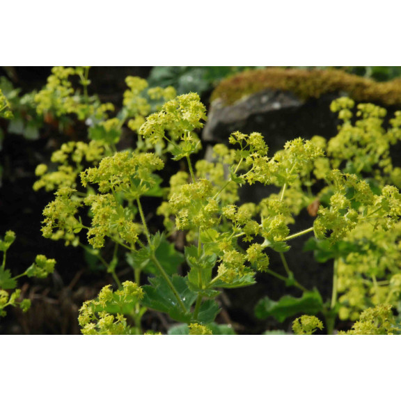 ALCHEMILLA mollis