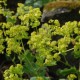 ALCHEMILLA mollis