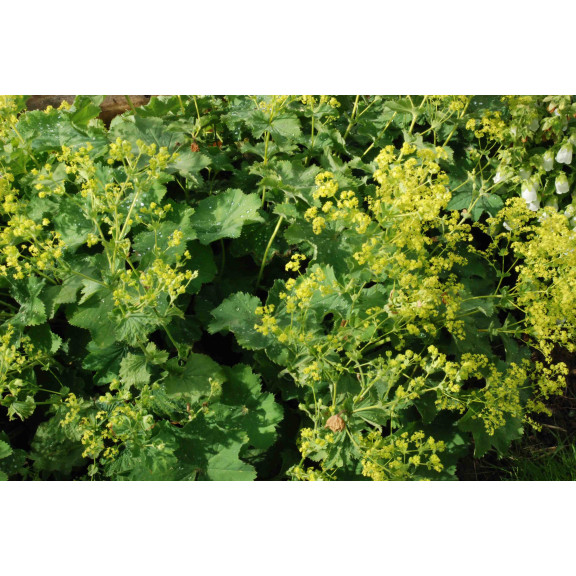 ALCHEMILLA mollis