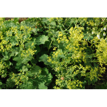 ALCHEMILLA mollis