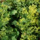 ALCHEMILLA mollis