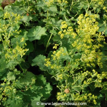 ALCHEMILLA mollis