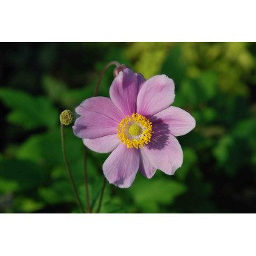 ANEMONE hybride \'Sérénade\'