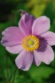 ANEMONE hybride 'Sérénade'