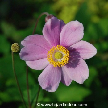 ANEMONE hybride &#039;Sérénade&#039;