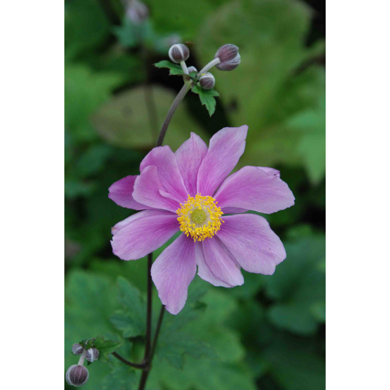 ANEMONE hybride 'Sérénade' ANEMONE hybride 'Sérénade'