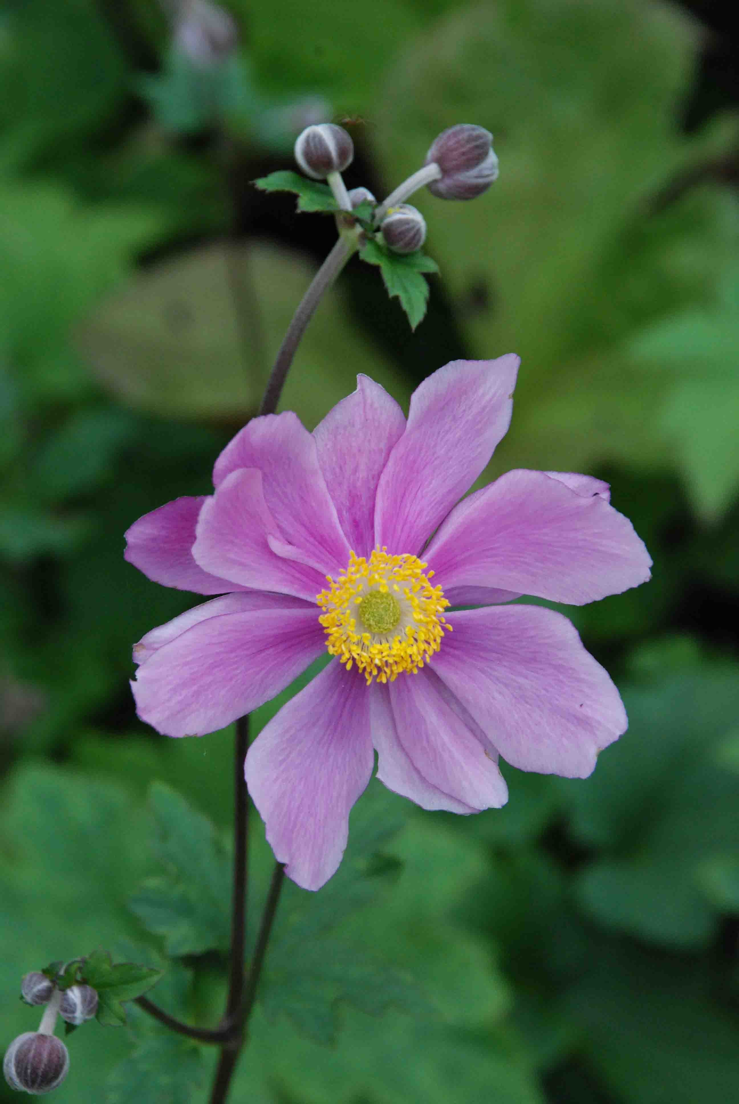 ANEMONE hybride 'Sérénade', Anémone du Japon, rose - Le jardin d'eau