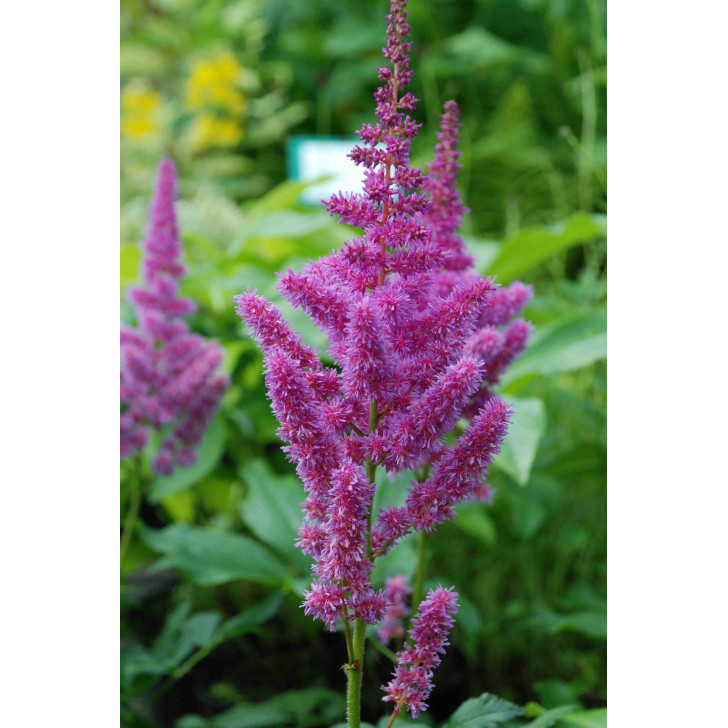 ASTILBE x rosea 'Queen Alexandra'