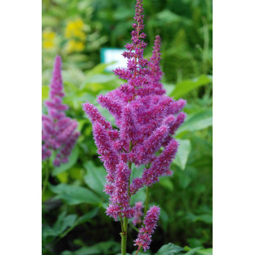 ASTILBE x rosea \'Queen Alexandra\'