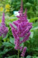 ASTILBE x rosea 'Queen Alexandra'