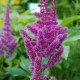 ASTILBE x rosea 'Queen Alexandra'