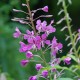 EPILOBIUM angustifolium