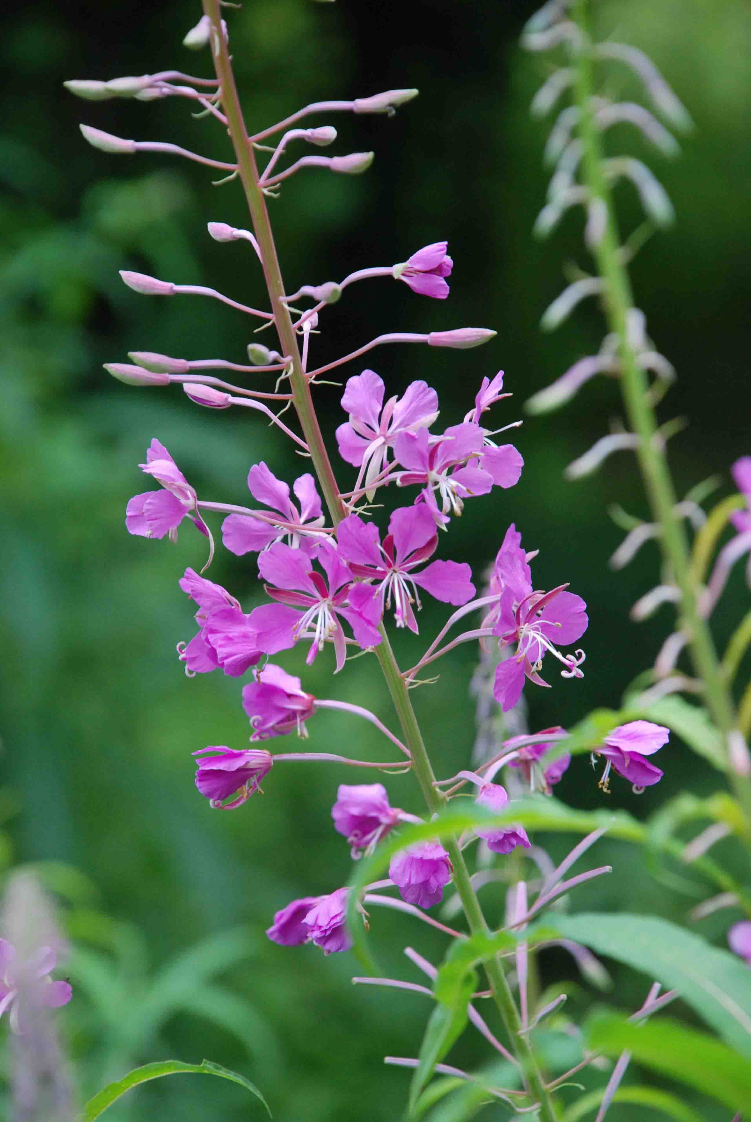 epilobium