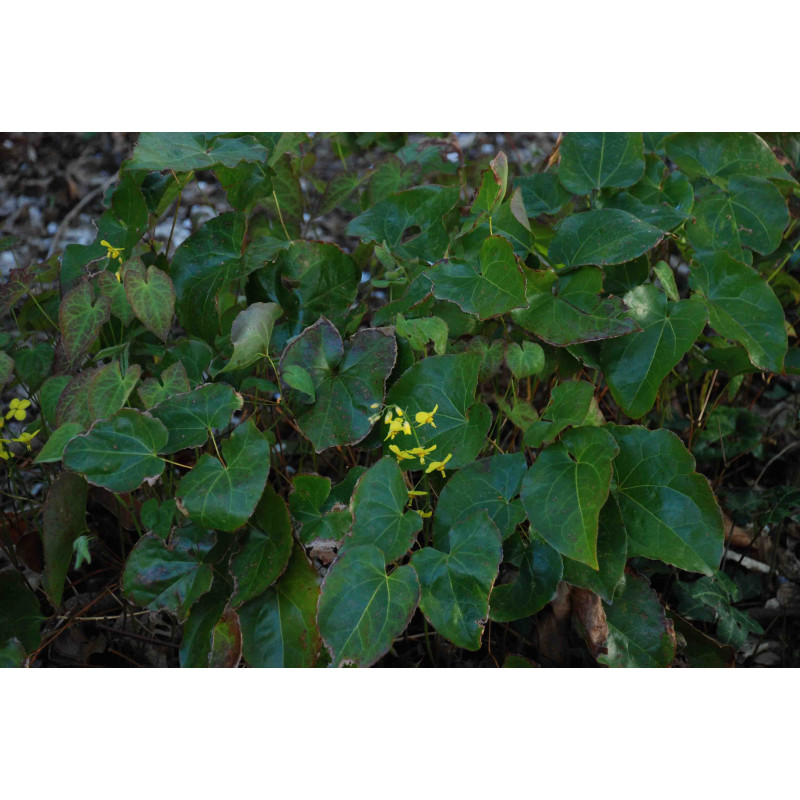 EPIMEDIUM perralderianum EPIMEDIUM perralderianum