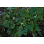 EPIMEDIUM perralderianum EPIMEDIUM perralderianum