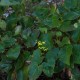 EPIMEDIUM perralderianum