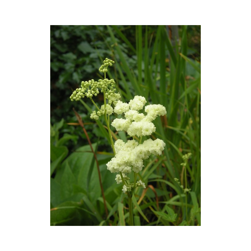 FILIPENDULA ulmaria 'Flore Pleno'