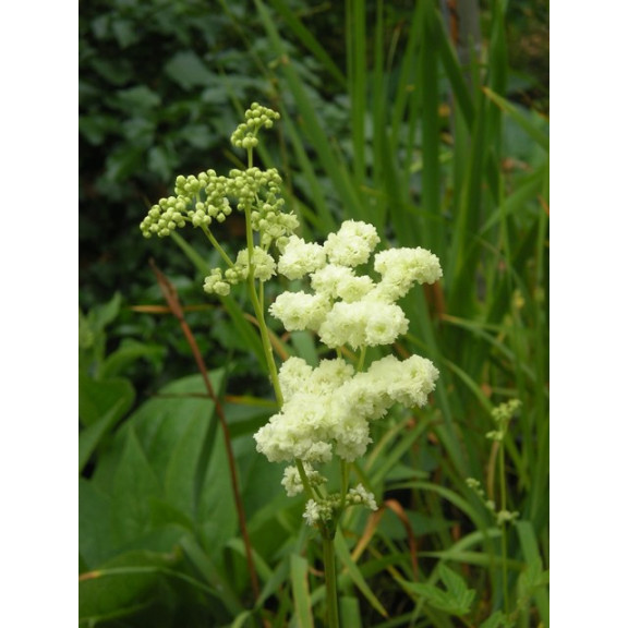 FILIPENDULA ulmaria 'Flore Pleno'