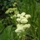 FILIPENDULA ulmaria 'Flore Pleno'