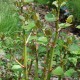 FALLOPIA japonica 'Compacta'