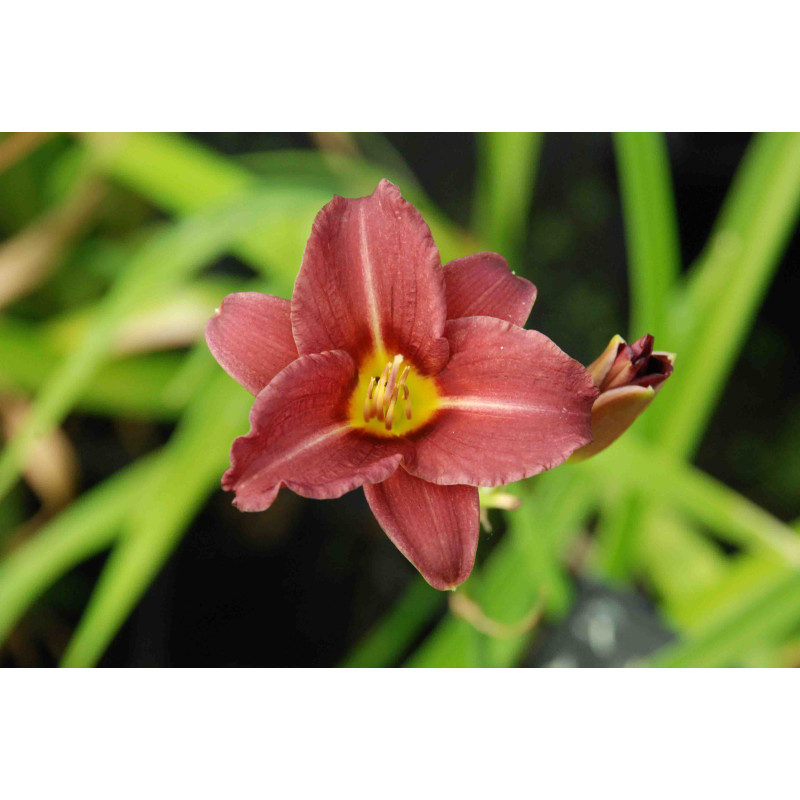 HEMEROCALLIS 'Little Business' HEMEROCALLIS 'Little Business'
