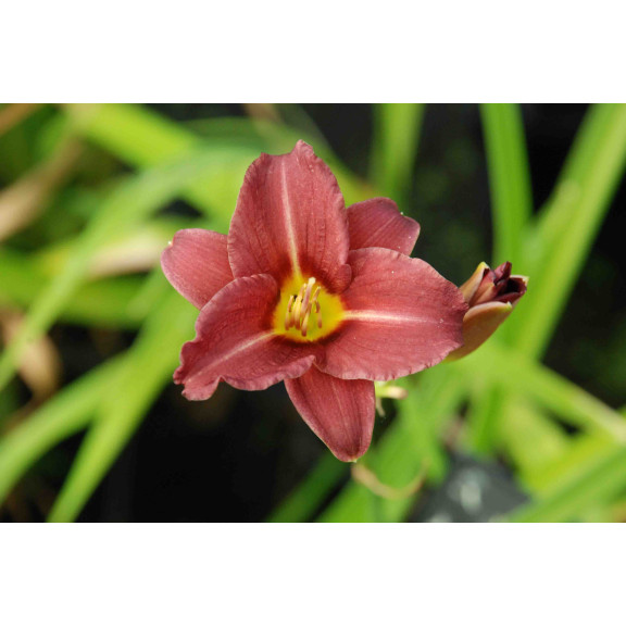 HEMEROCALLIS 'Little Business'