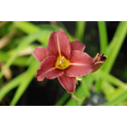HEMEROCALLIS 'Little Business' HEMEROCALLIS 'Little Business'