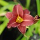 HEMEROCALLIS 'Little Business'