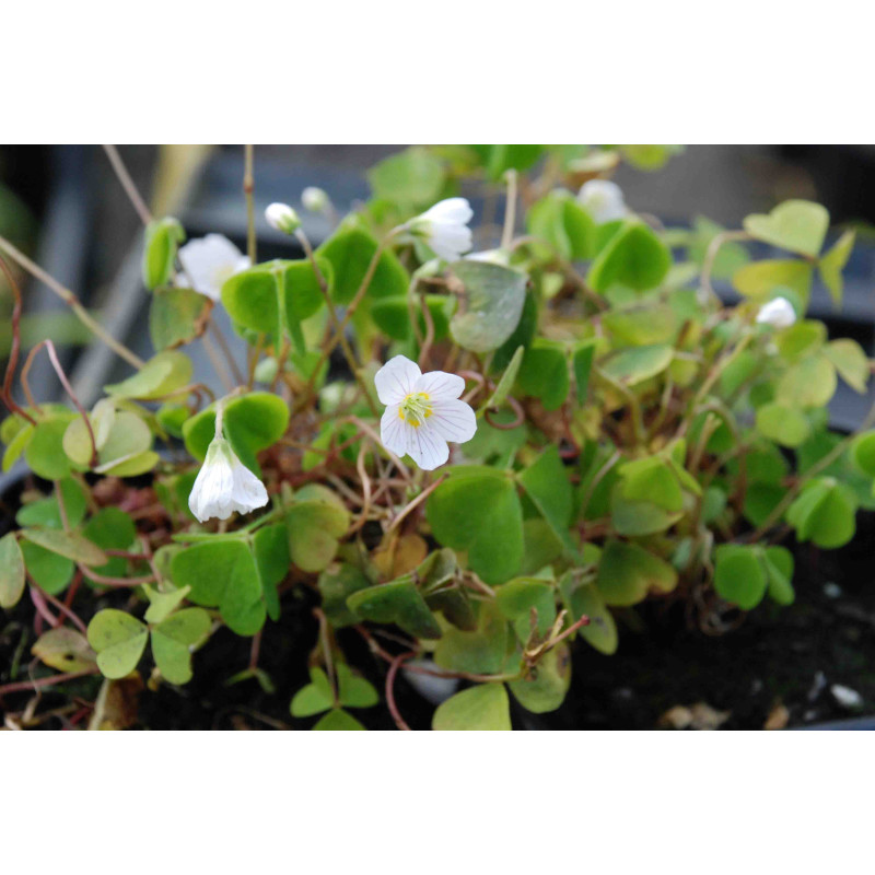 OXALIS acetosella