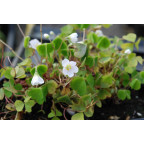 OXALIS acetosella
