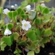 OXALIS acetosella