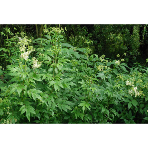 FILIPENDULA ulmaria