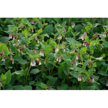 SYMPHYTUM \'Hidcote Blue\'