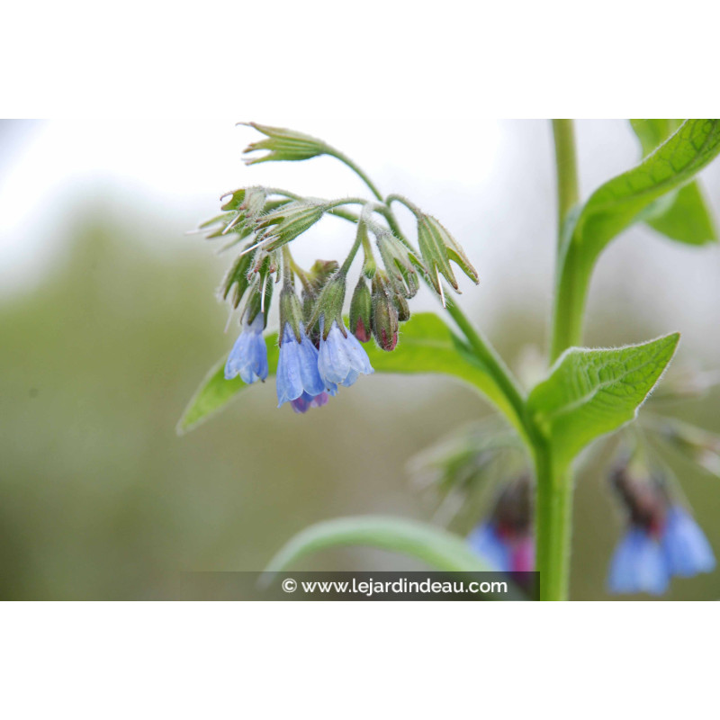 SYMPHYTUM caucasicum