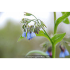 SYMPHYTUM caucasicum
