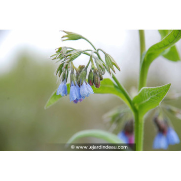 SYMPHYTUM caucasicum