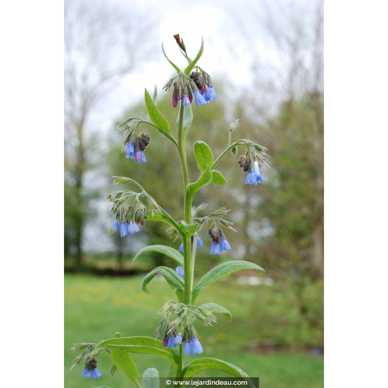 SYMPHYTUM caucasicum