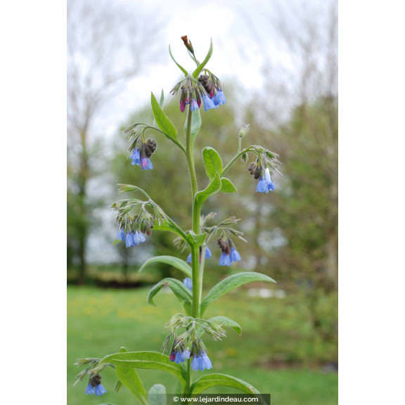 SYMPHYTUM caucasicum