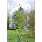 SYMPHYTUM caucasicum