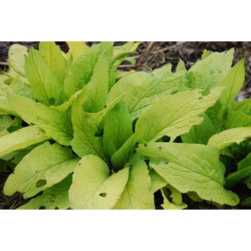 SYMPHYTUM 'Lambrook Sunrise' SYMPHYTUM 'Lambrook Sunrise'