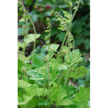 TELLIMA grandiflora \'Delphine\'