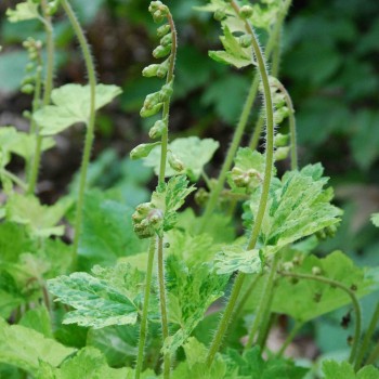 TELLIMA grandiflora &#039;Delphine&#039;