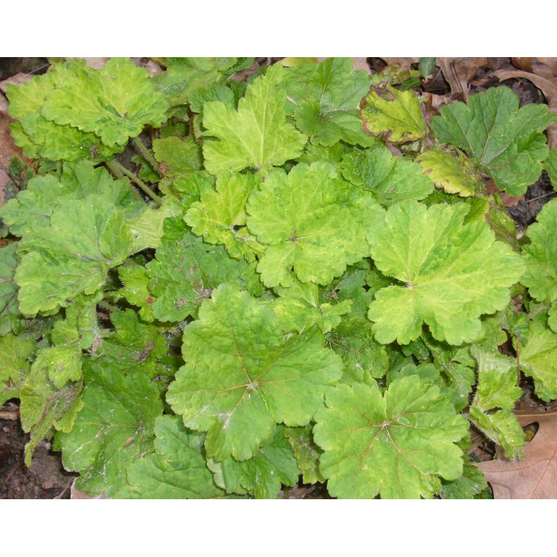 TELLIMA grandiflora 'Delphine'