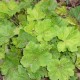 TELLIMA grandiflora 'Delphine'