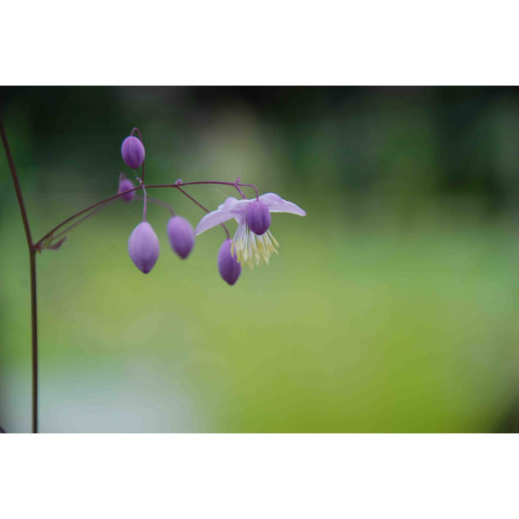 THALICTRUM delavayi