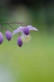 THALICTRUM delavayi
