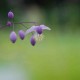 THALICTRUM delavayi