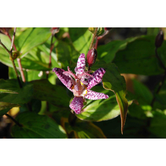 Tricyrtis macropoda