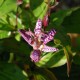 Tricyrtis macropoda