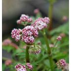 Valeriana dioica